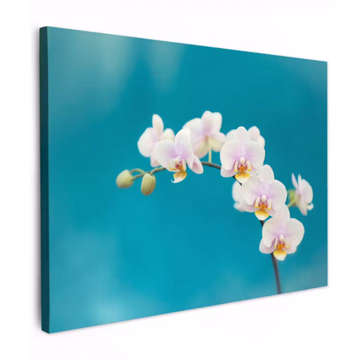 Leinwandbild - Orchidee - Blumen - Pflanze - Weiß - Lila