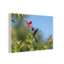 Kolibrie - Bloem - Natuur - Groen forex 5mm xxl -3d