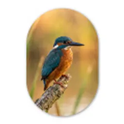 IJsvogel - Tak - Water - Kleurrijk - Levendig Wandcirkel Ovaal Forex klein -3d