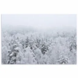 Bos - Sneeuw - Winter - Natuur - Wit poster papier klein -3d