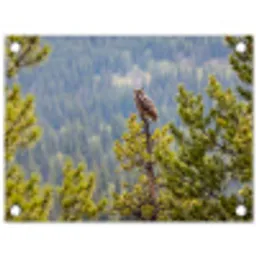 Uil - Oehoe - Bomen - Natuur tuinposter los doek klein -3d
