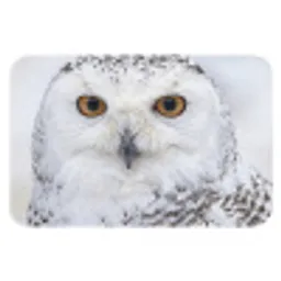Sneeuwuil - Oog - Wildlife - Wit Badmat klein -3d