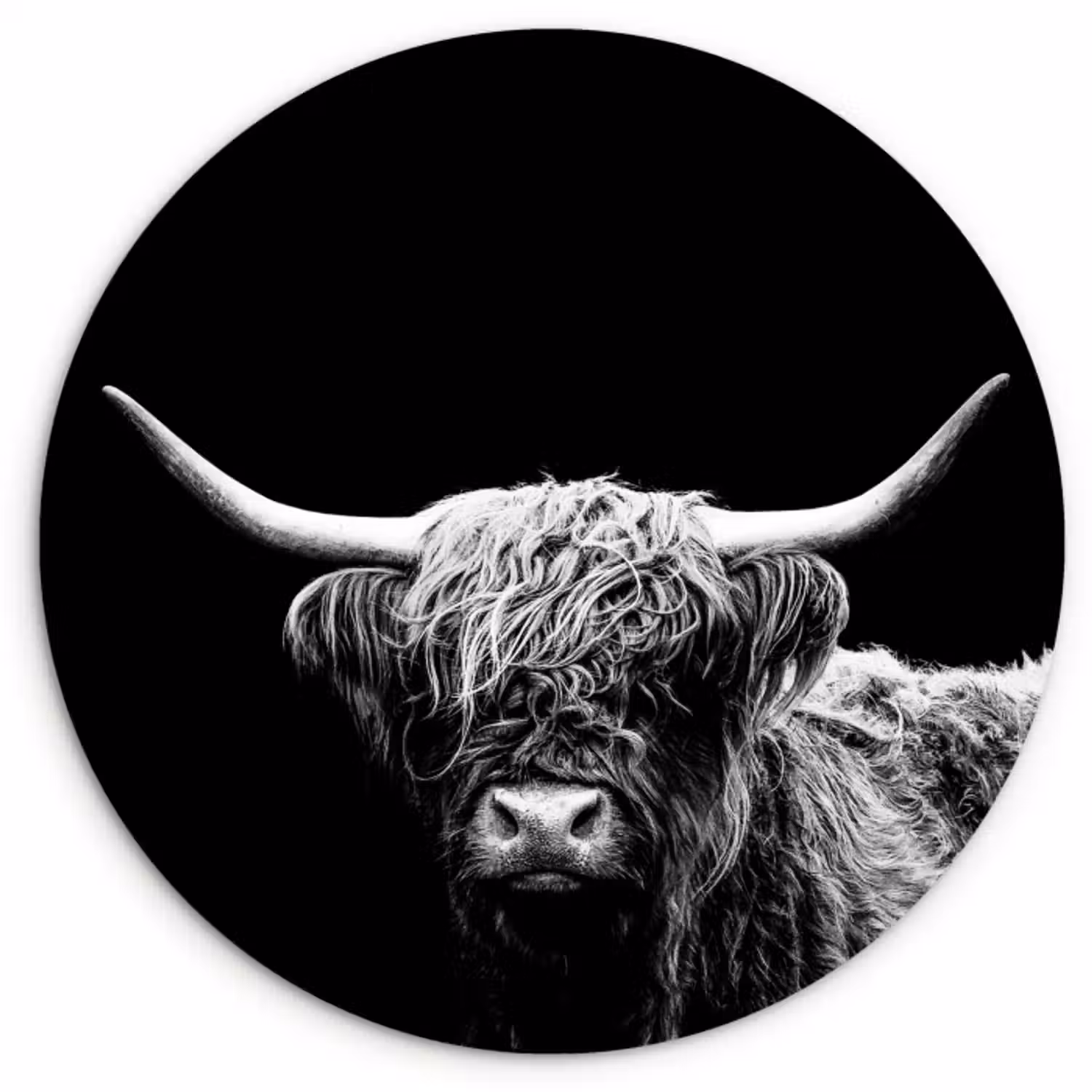 Muurcirkel - Schotse Hooglander - Koe - Zwart - Wit - Dieren