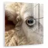 Schaap - Oog - Wit plexiglas 5mm klein -zzzproduct_nieuw