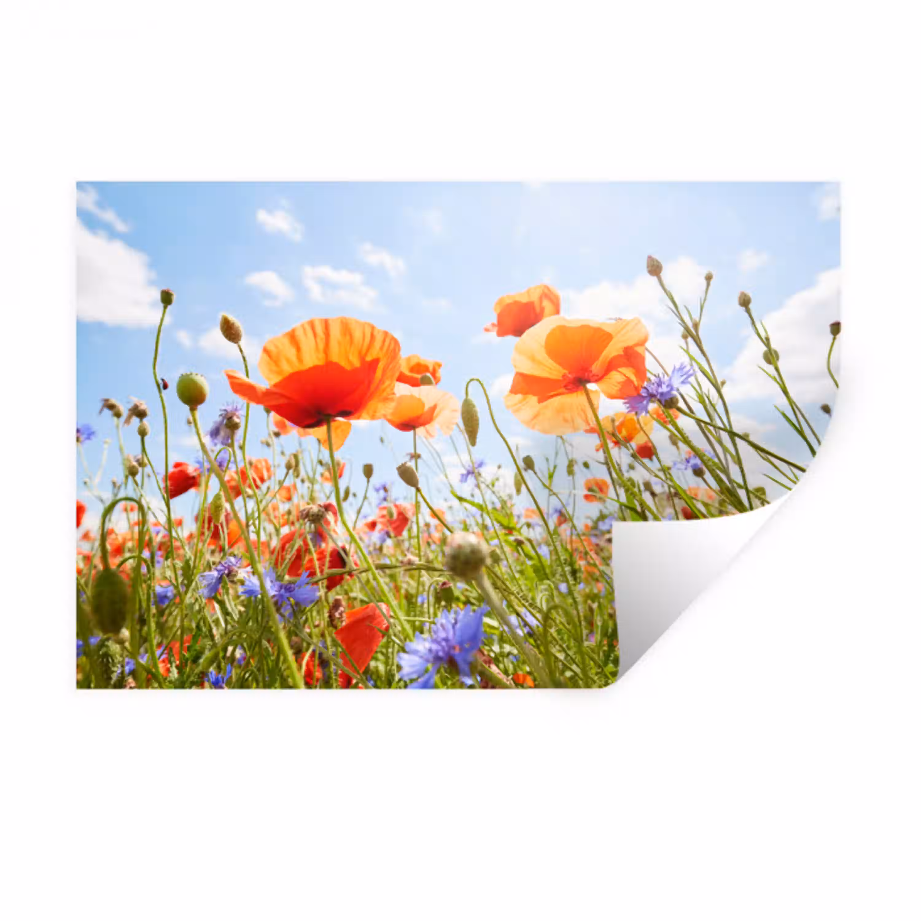 Bloemen - Klaproos - Lente - Natuur - Rood - Blauw Muursticker klein -3d