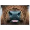 Schotse hooglander - Neus - Bruin poster papier klein -3d