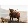 Schotse hooglander - Dieren - Landelijk - Landschap - Koe - Natuur poster papier klein -3d