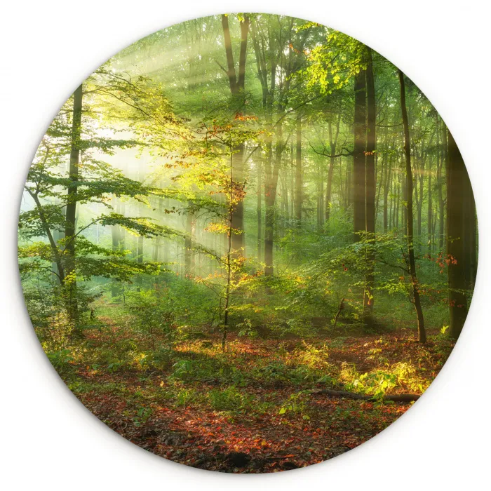 Zon - Bos - Bomen - Natuur - Herfst Wandcirkel kunststof plaat 5mm dik klein -3d