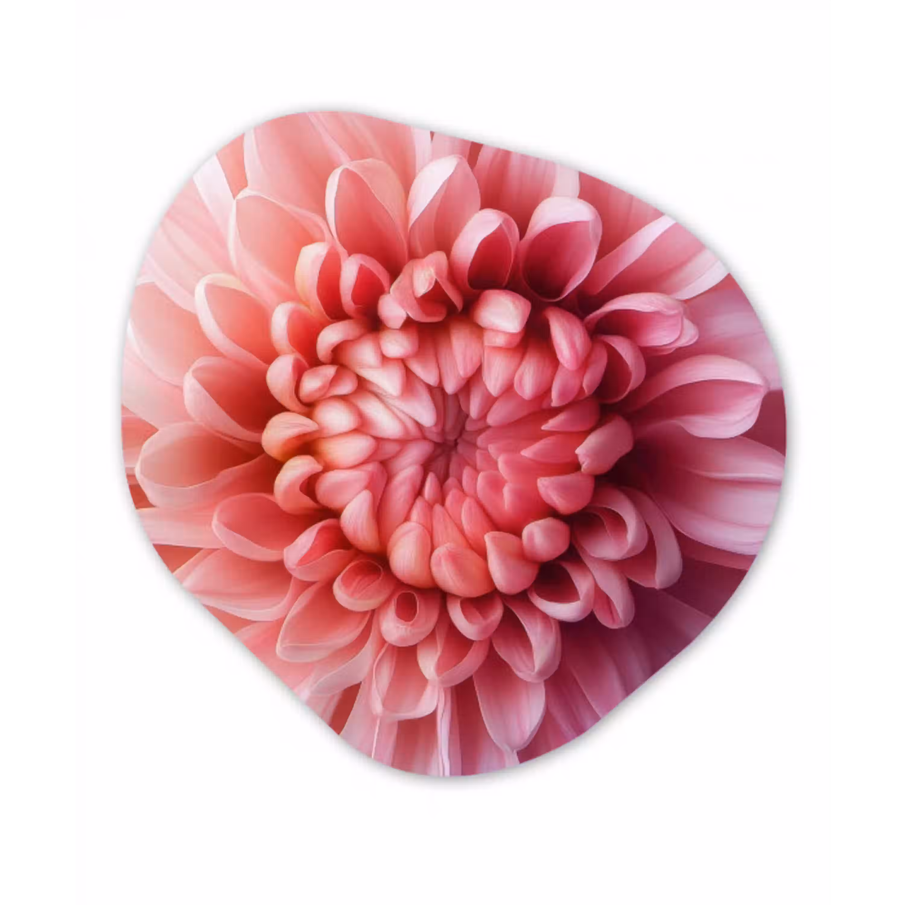 Dahlia - Bloem - Close up - Roze Wandcirkel Organisch Plexiglas middel -3d