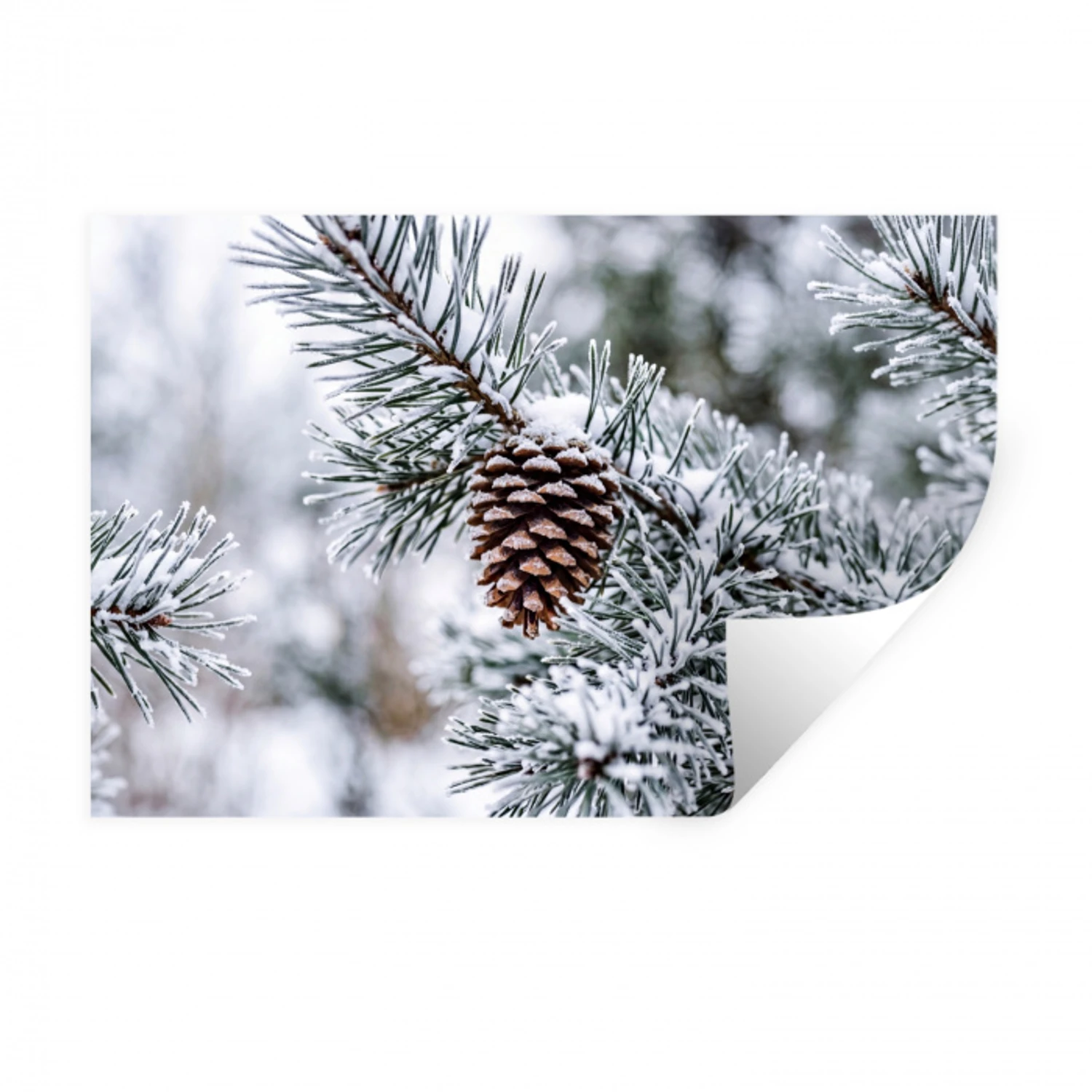 Dennenappel - Tak - Sneeuw - Winter - Sfeervol Muursticker klein -3d