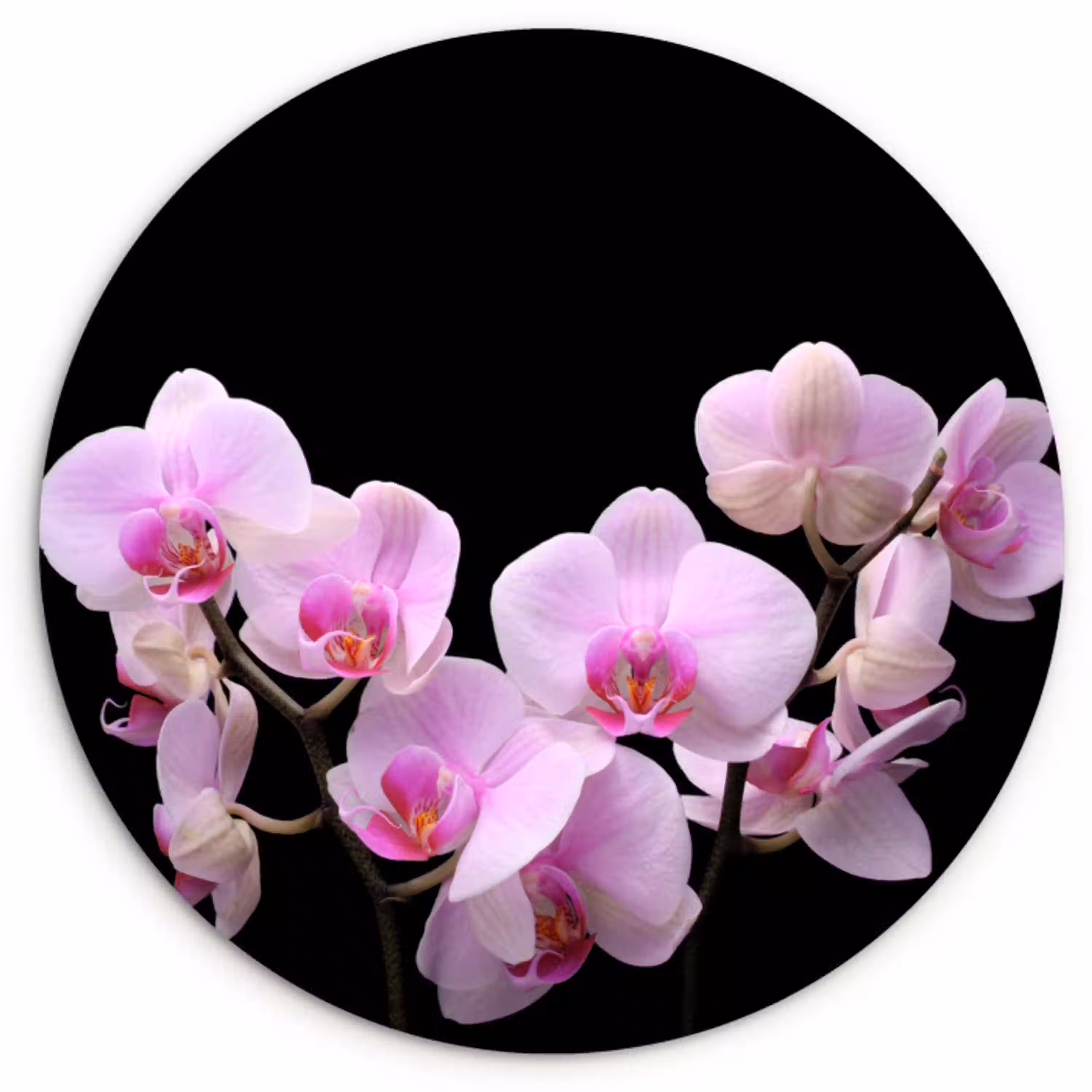 Orchidee - Bloemen - Roze - Flora Wandcirkel kunststof plaat 5mm dik klein -3d