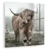 Schotse hooglander - Natuur - Herfst - Dieren - Wild - Bos plexiglas 5mm klein -zzzproduct_nieuw