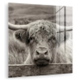 Schotse hooglander - Zwart - Wit - Hout plexiglas 5mm klein -zzzproduct_nieuw