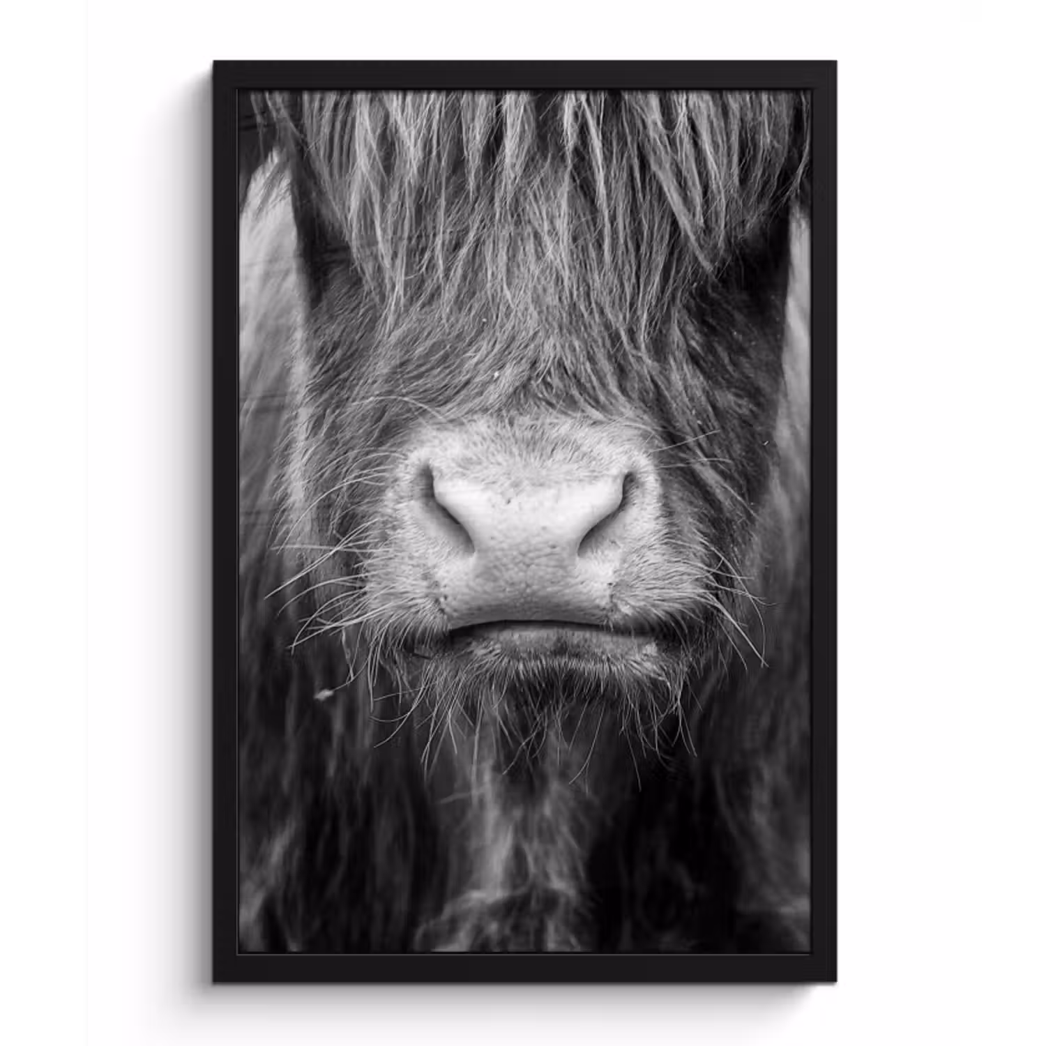 Poster met lijst - Schotse hooglander - Koe - Zwart - Wit - Dieren