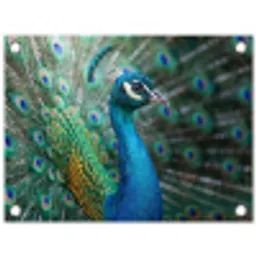 Pauw - Veren - Blauw tuinposter los doek klein -3d