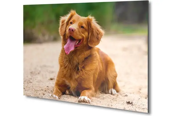 Foto van hond in het zand op aluminium
