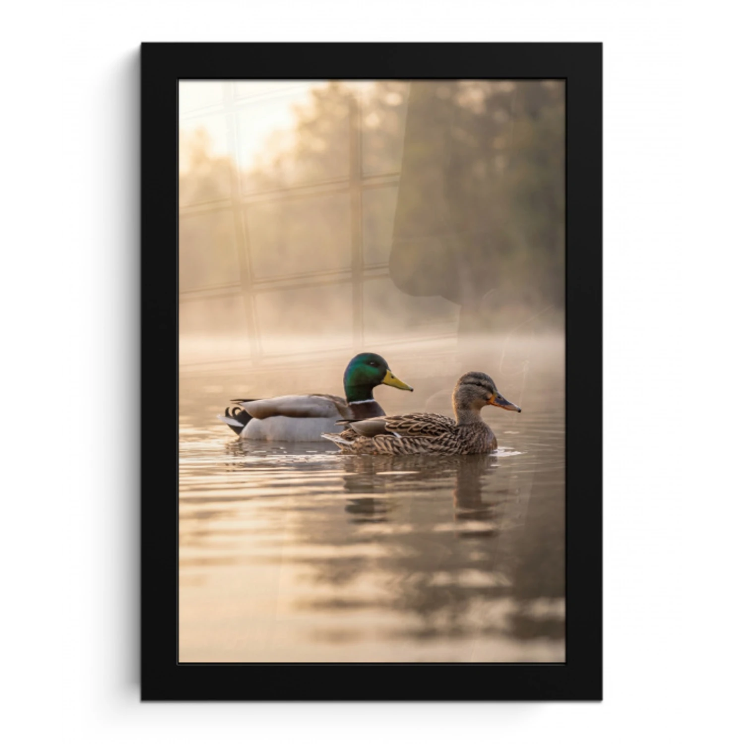 Eenden - Water - Mist - Natuur fotolijst zwart zonder passe partout klein -3d