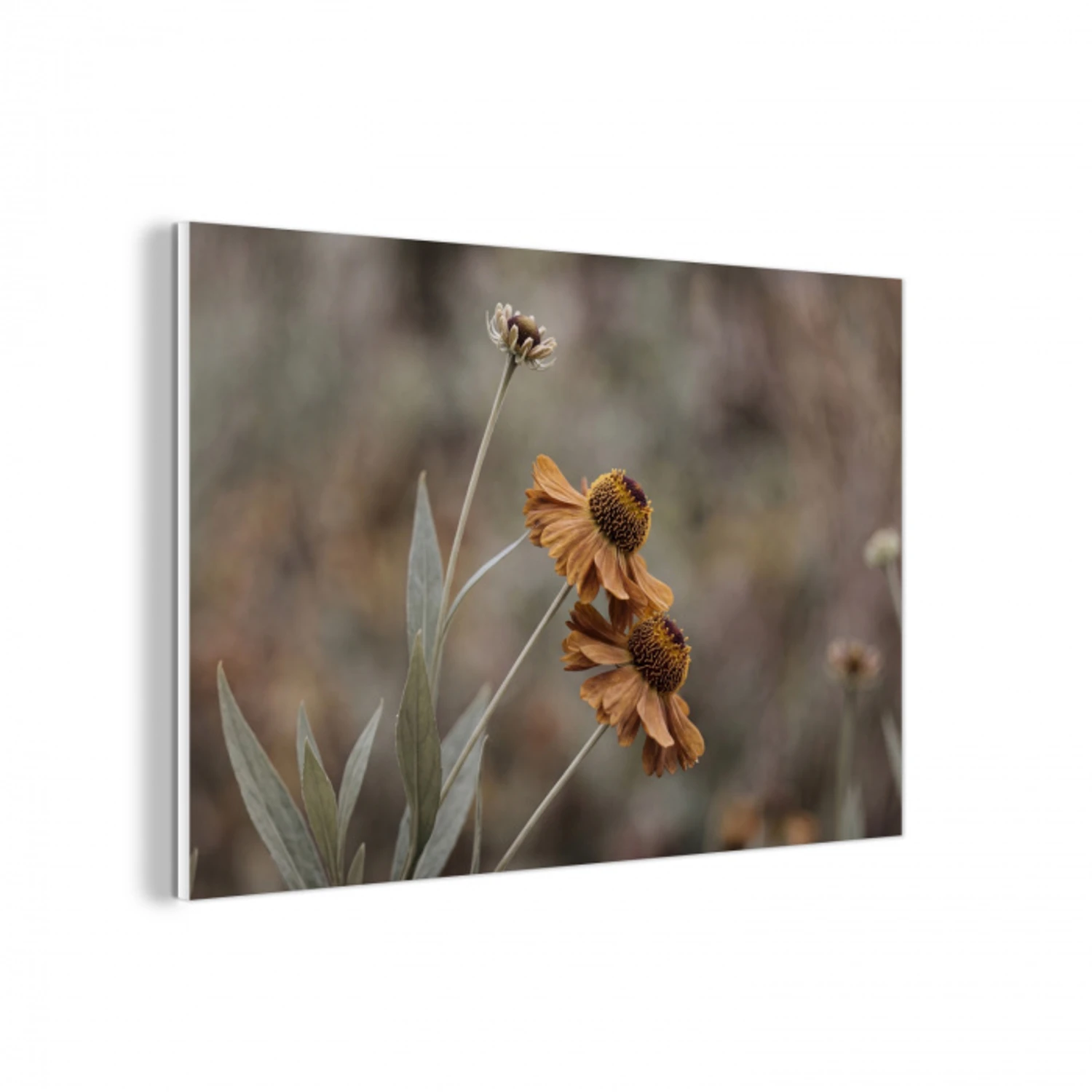 Zonnehoed - Droogbloemen - Geel - Warm forex 5mm xxl -3d