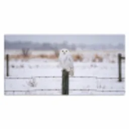 Sneeuwuil - Hek - Sneeuw - Wit Muismat XXL klein -3d_leeg