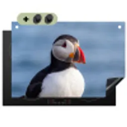 Papegaaiduiker - Portret - Natuur Inductie beschemer met haakjes klein -3d