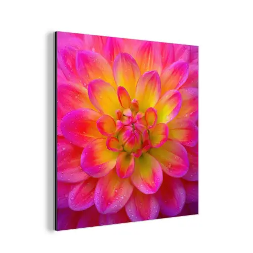 Roze - Dahlia - Kleurrijk aluminium wit klein -3d