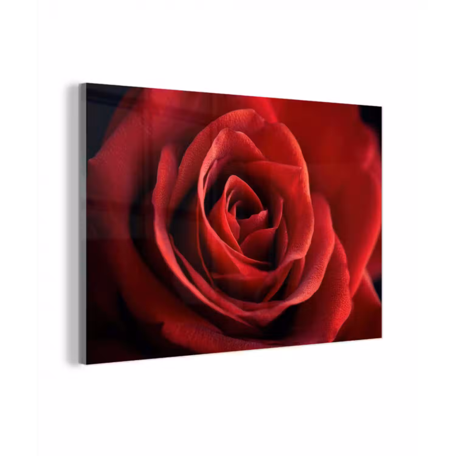Glasbild - Rot - Rose - Romantisch