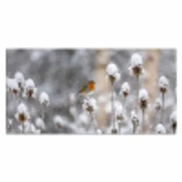 Roodborstje - Gedroogde bloem - Sneeuw - Winter - Vertederend Muismat XXL klein -3d_leeg