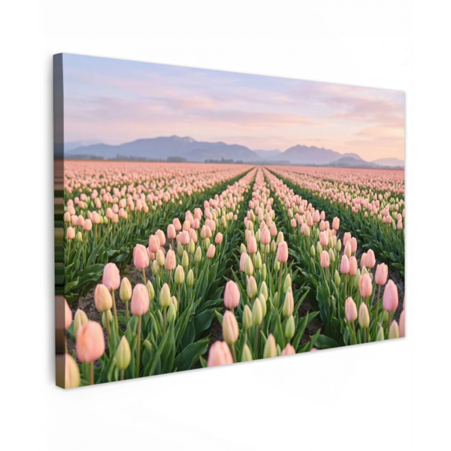 Tulpen - Landschap - Roze canvas 2cm klein -z3d