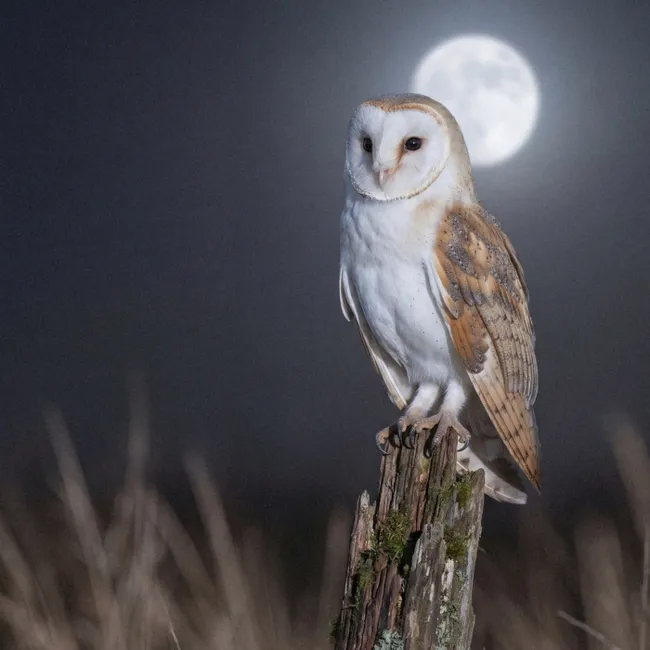 Behang - Kerkuil - Maan - Nacht