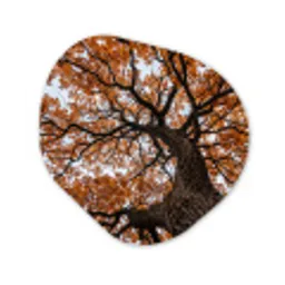 Boom - Bladerdak - Herfst - Oranje - Sfeervol Wandcirkel Organisch Forex 3mm klein -3d