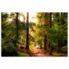 Bos - Pad - Bomen - Groen - Zon - Natuur poster papier klein -3d