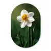 Narcis - Bloem - Wit - Grassprieten Wandcirkel Ovaal Forex klein -3d