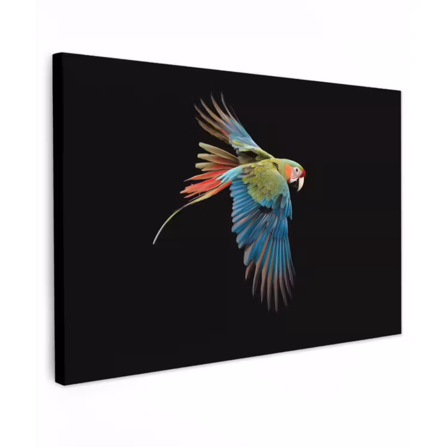 Canvas schilderij - Papegaai - Kleurrijk - Vleugels - Sierlijk