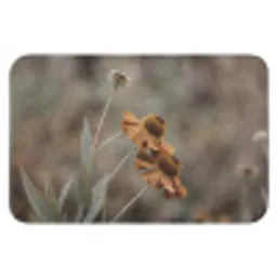 Zonnehoed - Droogbloemen - Geel - Warm Badmat klein -3d