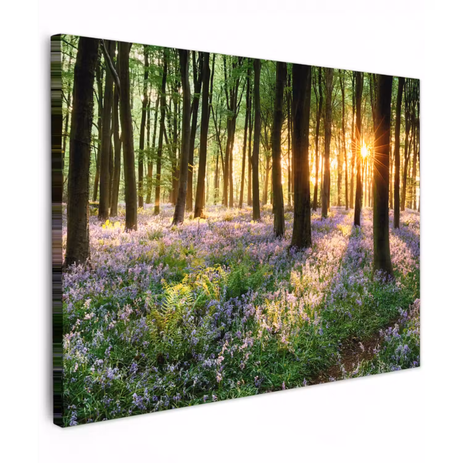 Leinwandbild - Wald - Blumen - Lavendel - Sonne - Lila - Natur