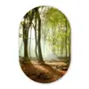 Bos - Zon - Seizoenen - Landschap Wandcirkel Ovaal Forex klein -3d