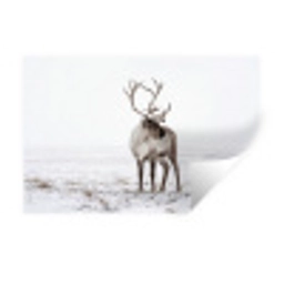 Rendier - Gewei - Sneeuw - Winter Muursticker klein -3d