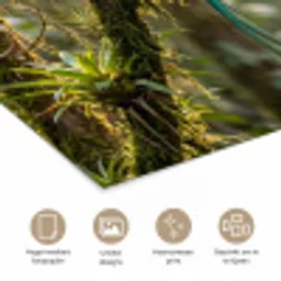 Quetzal - Jungle - Natuur - Groen poster papier klein -closeup_NL