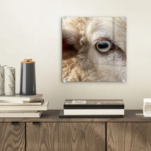 Schaap - Oog - Wit plexiglas 5mm klein -sfeer1