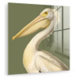 Pelikaan - Wit - Vogel - Klassiek - Natuur plexiglas 5mm klein -zzzproduct_nieuw