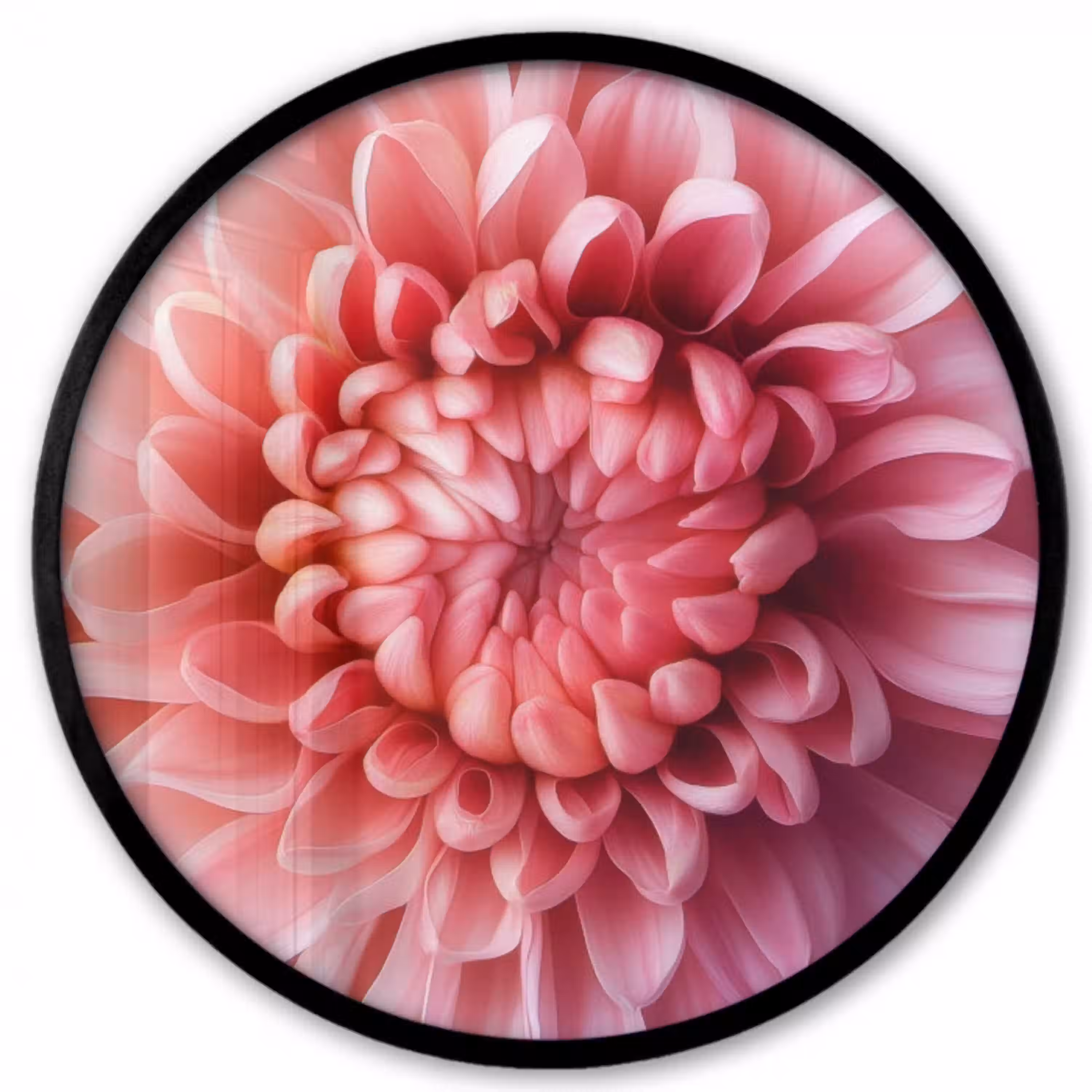 Dahlia - Bloem - Close up - Roze Fotolijst rond zonder passe partout klein -3d