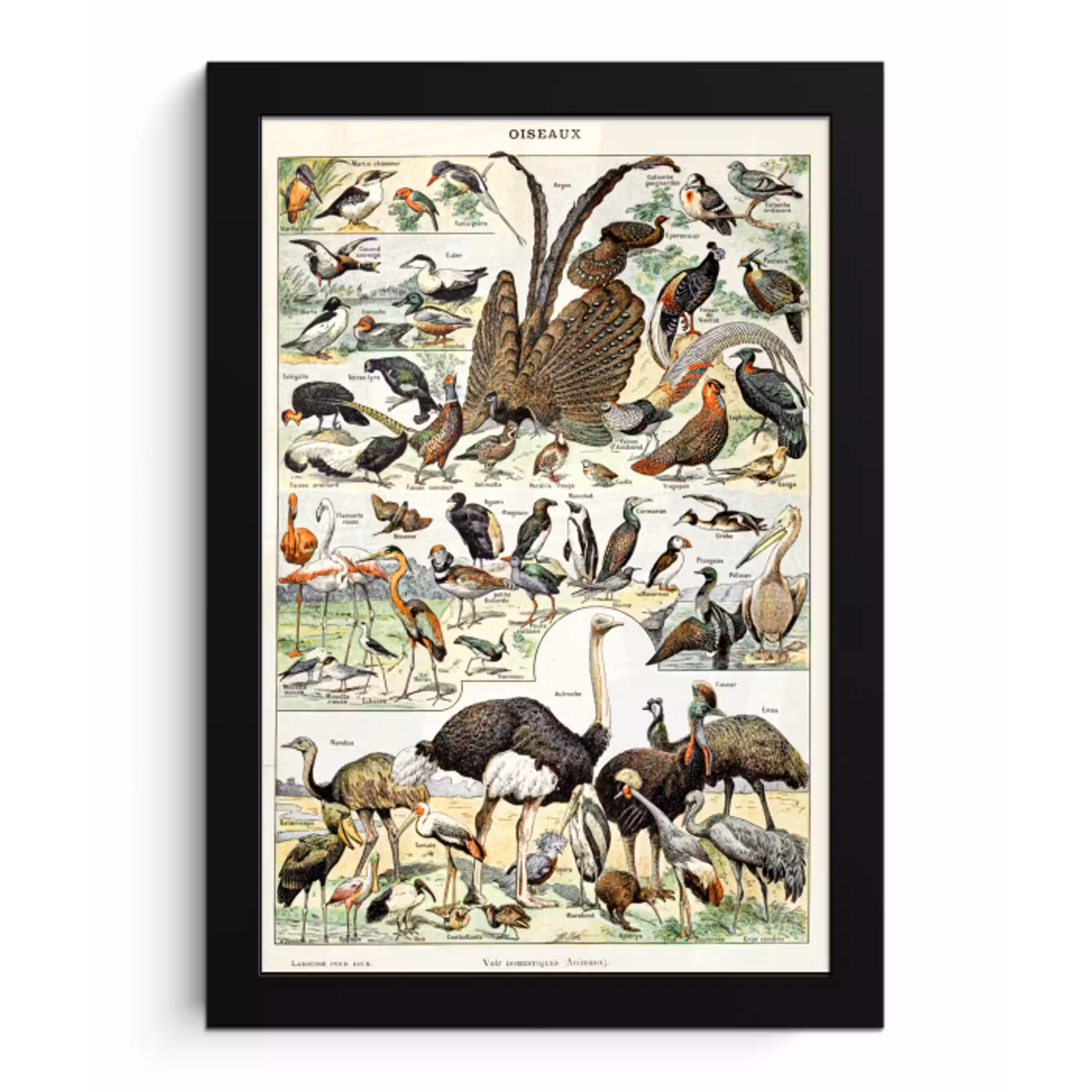 Vogel - Natuur - Dieren - Vintage - Kunstwerk fotolijst zwart zonder passe partout klein -3d