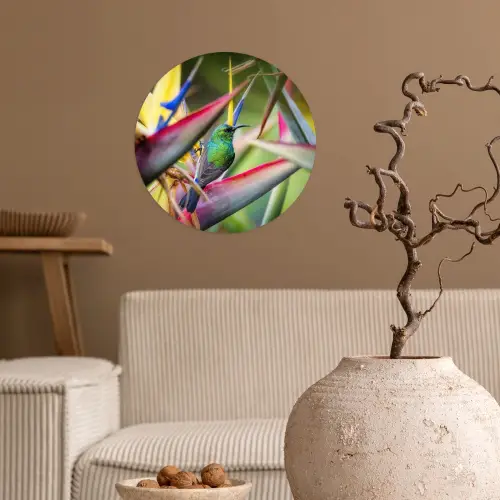 Kleurrijke vogel tussen allemaal kleurrijke platen Wandcirkel behangsticker klein -sfeer1
