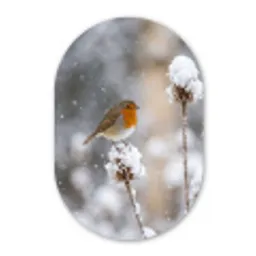 Roodborstje - Gedroogde bloem - Sneeuw - Winter - Vertederend Wandcirkel Ovaal Aluminium middel -3d