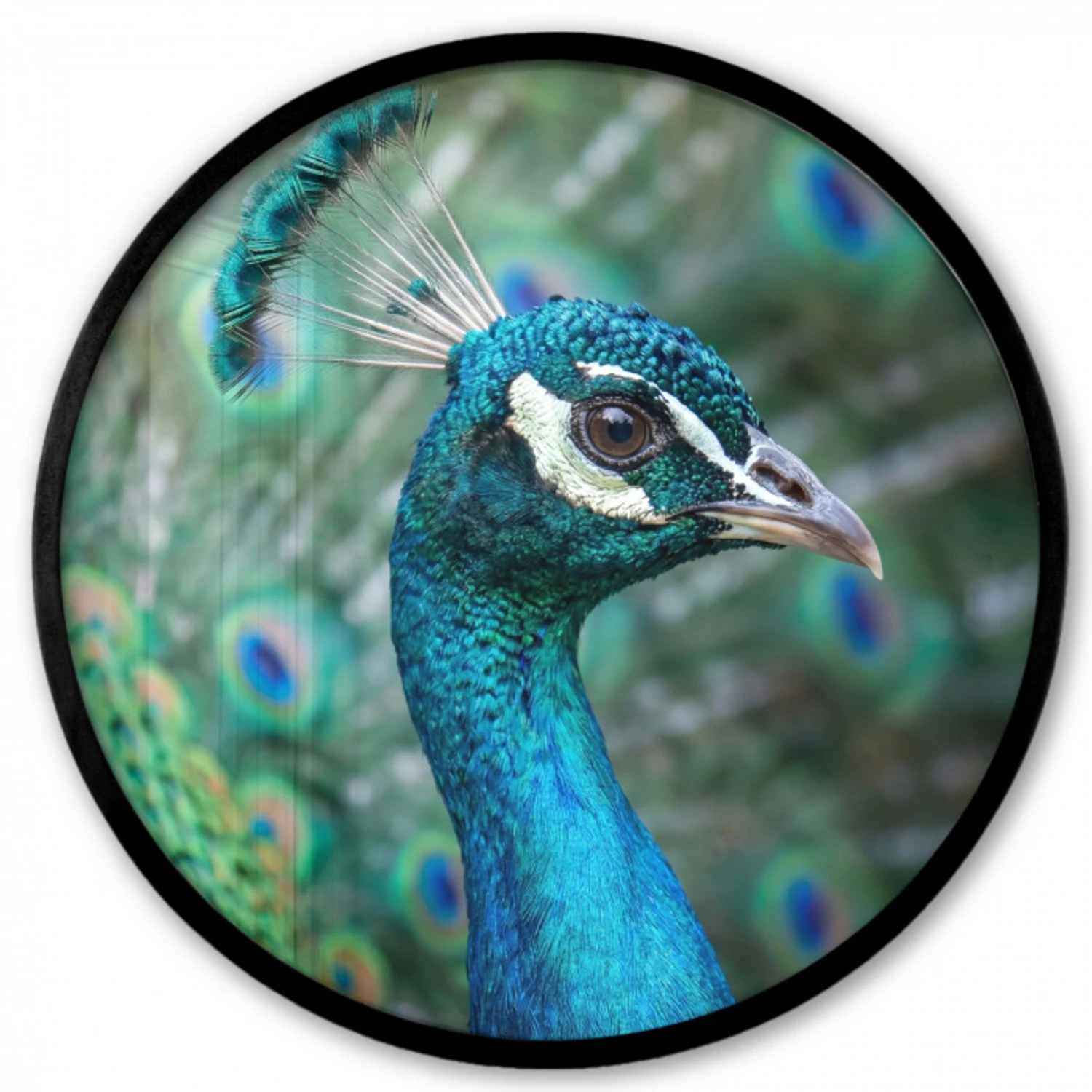 Pauw - Veren - Blauw Fotolijst rond zonder passe partout klein -3d