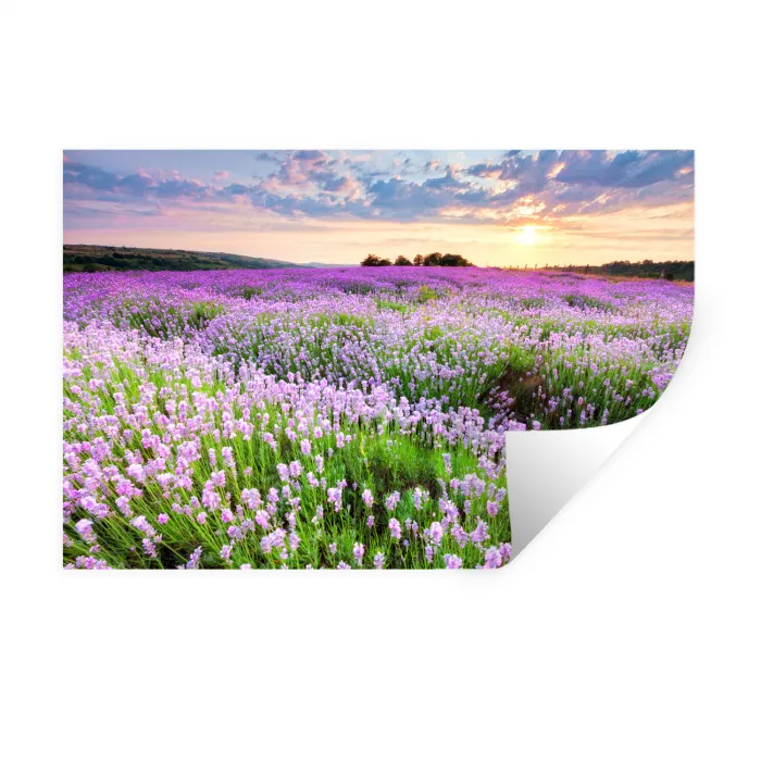 Lavendel - Bloemen - Zonsondergang - Paars - Weide Muursticker klein -3d