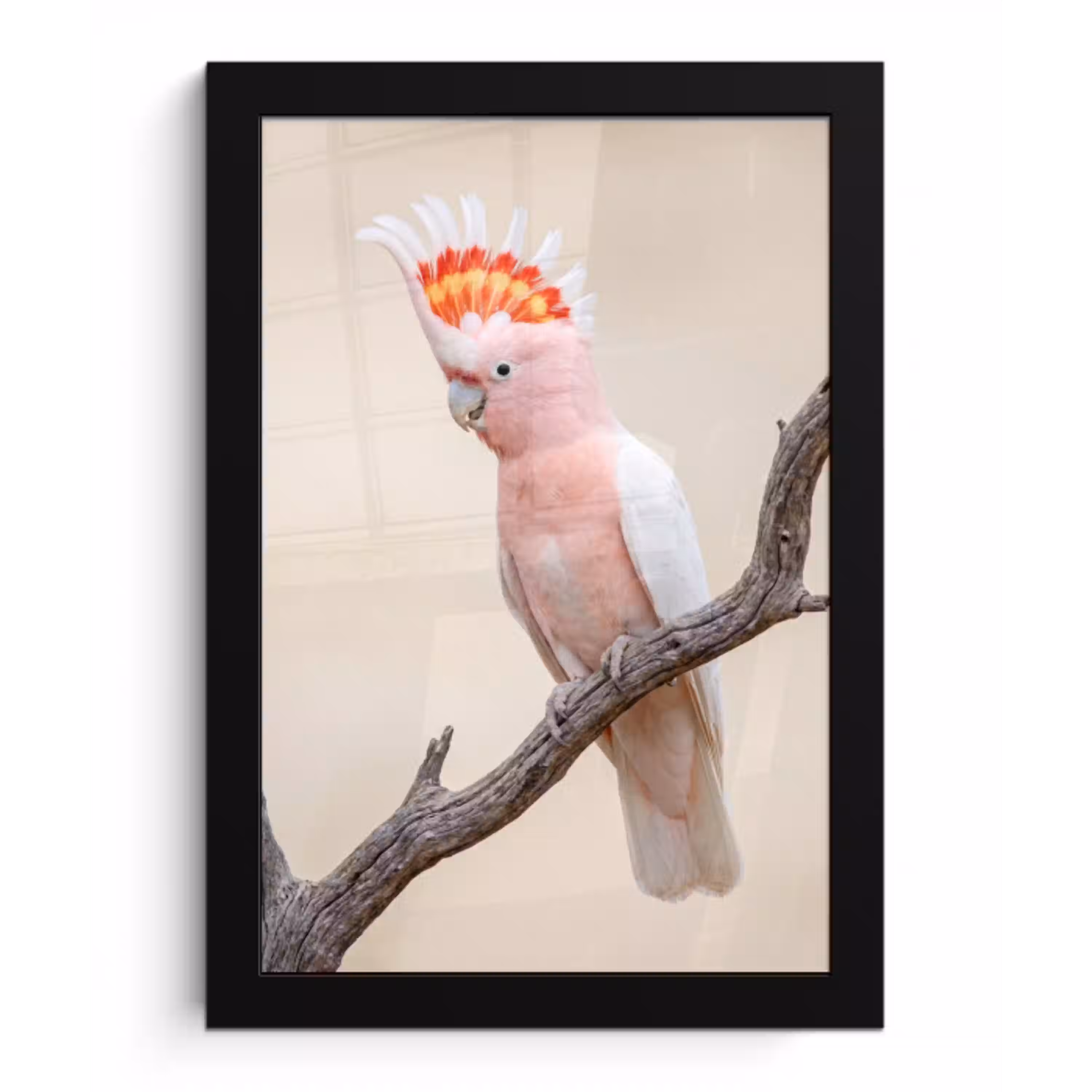 Papagaai - Tak - Roze fotolijst zwart zonder passe partout klein -3d