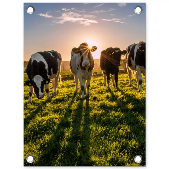 Koeien in de ochtendzon tuinposter los doek klein -3d