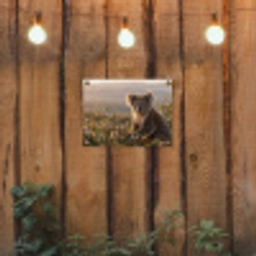 Koala - Bladeren - Ochtendlicht tuinposter los doek klein -sfeer1