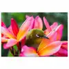 Tropische vogel tussen roze bloem poster papier klein -3d